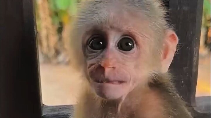 Monkey Baby Leo Itches