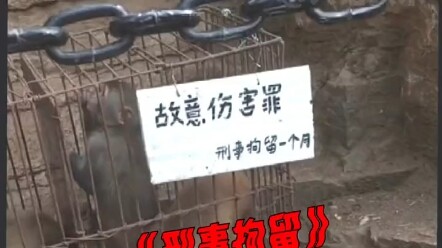 Các đại thánh bị tạm giữ hình sự #Khỉ ở núi Nga Mi #Hài hước