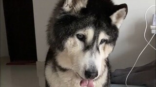狗狗一岁到底相当于人类的几岁