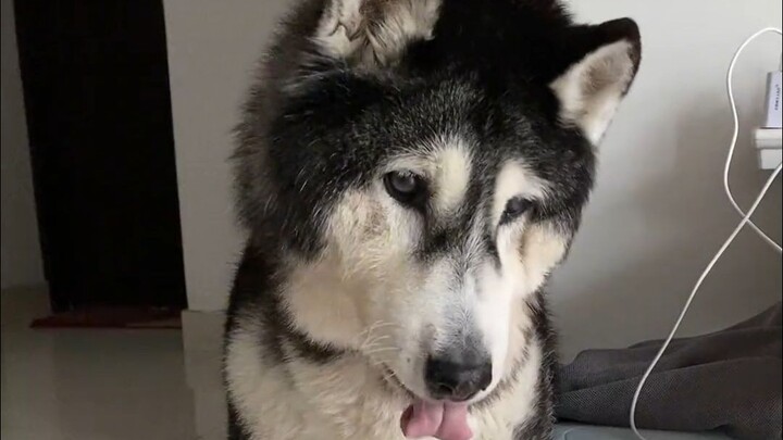 狗狗一岁到底相当于人类的几岁