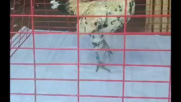 Maganda ng bungad sa New Year 2026.last dec. 29 ww ☺️