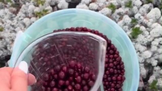 Ketika Ajin Siberia mendengar bahwa ada juga cranberry di Heilongjiang...