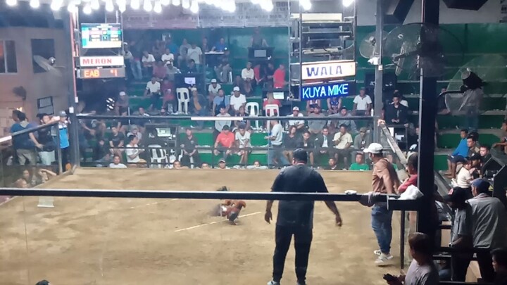 01/11/25 2nd fight W BBCA-AMADEO 2hits Champion 🏆