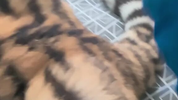 ما أجمل صغار النمر السيبيري!