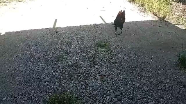 bullstags