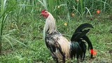 #backyard#bilibilishort#chicken#rooster#manok