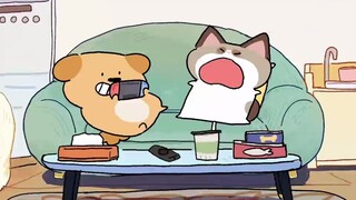 再也不跟狗玩躲猫猫了！