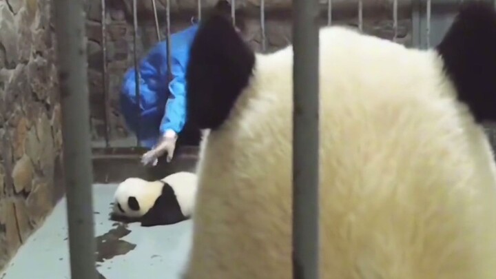 Blatantly stealing babies, really don't take me seriously