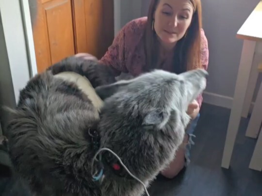 The wolf🐺 cub excited to meet humans