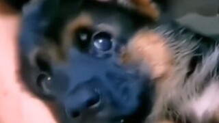 The little police dog accidentally fell off the wall during training.