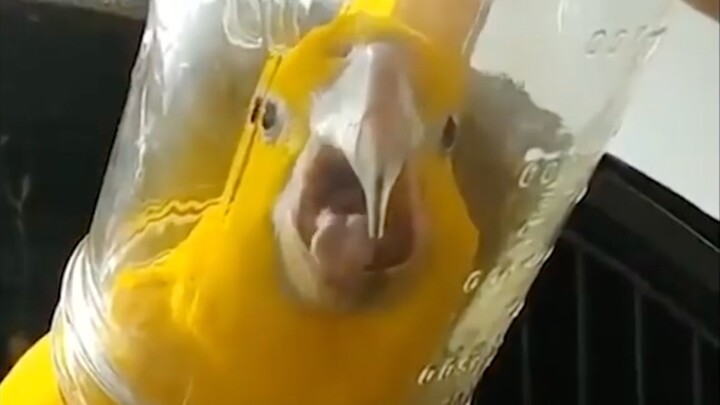 จะเกิดอะไรขึ้นถ้าคุณเอาขวดโหลใส่ไก่ที่กำลังกรีดร้อง