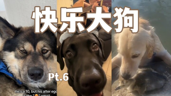 快乐大狗合集 Pt.6