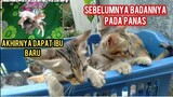 Momen Mengharukan Saat Anak Kucing Di Buang Di Angkat Anak Oleh Kucing Lain..!