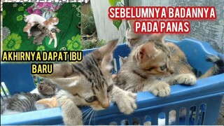 Momen Mengharukan Saat Anak Kucing Di Buang Di Angkat Anak Oleh Kucing Lain..!