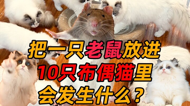 [Completely Absurd Throughout] Cat vs. Mouse Showdown: The Ending Is Mind-Blowing | What Happens Whe