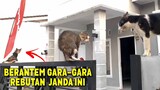 DRAMATIIIS..!😂 Kucing Berantem Rebutan Janda Anak 3 Bikin Ngakak Banget ~ Video Kucing Lucu