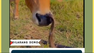 Sapi merupakan hewan ternak yang memiliki insting bertahan hidup yang rendah dibandingkan hewan liar