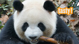 Panda Besar|Makan Bambu dan Rebung