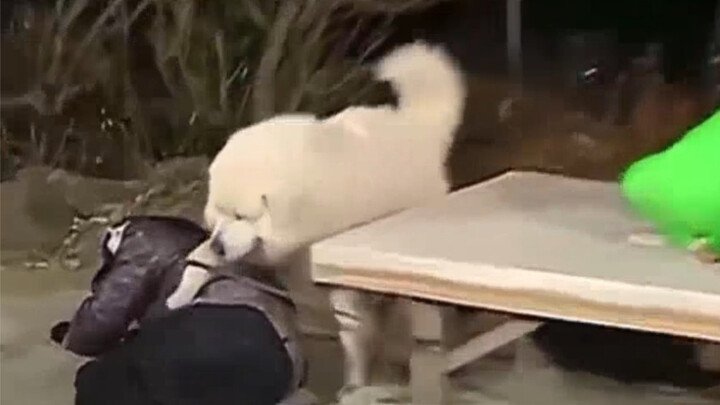 Iconic Moments That Made These Animals Famous Through Their Performances