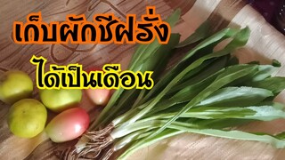 เทคนิกการเก็บผักชีฝรั่งได้เป็นเดือน