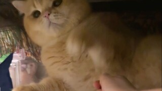 Has the cat I've raised for five years forgotten me???