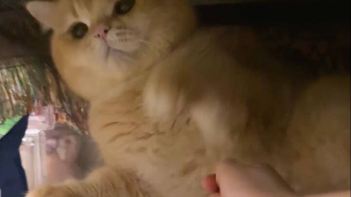 Has the cat I've raised for five years forgotten me???