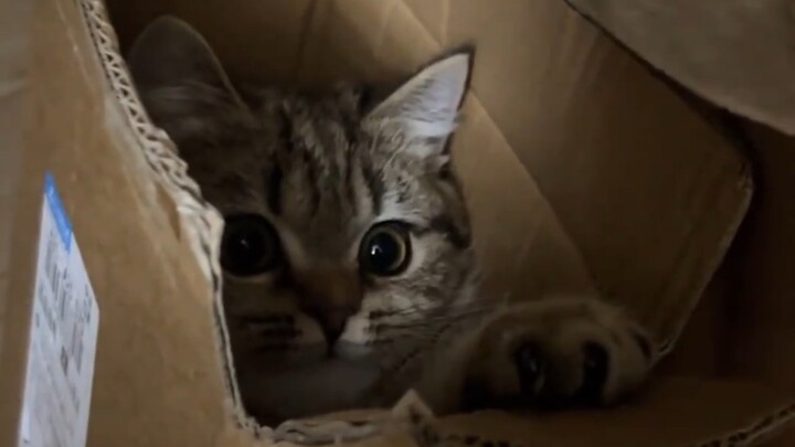 The kitten my boyfriend brought home