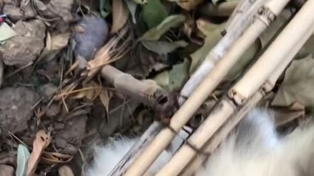 Gak tahan lagi! Kucing ini benar-benar cantik!