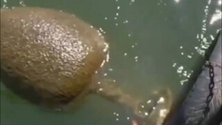 ⚡地球生物迷惑行为鉴赏⚡26