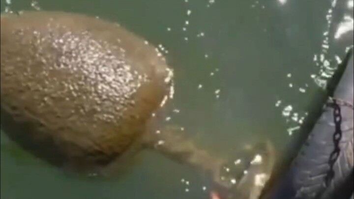 ⚡地球生物迷惑行为鉴赏⚡26