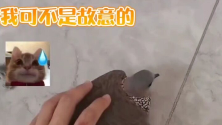 Dove: Don’t talk to me until my lawyer gets here.