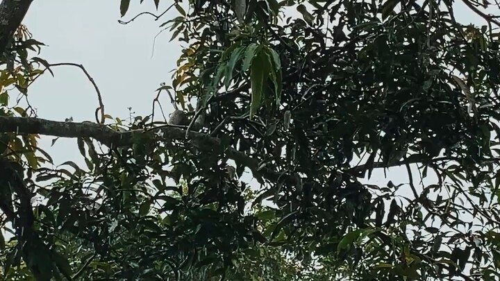 ভাইরাল ভিডিও ২০২৬ সেই বৃষ্টি