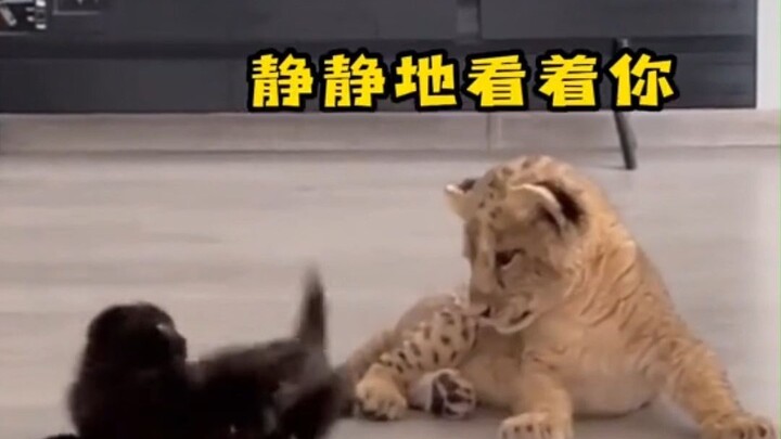 Di hadapan kekuatan mutlak, semua yang tampak berkilauan hanyalah hiasan belaka.