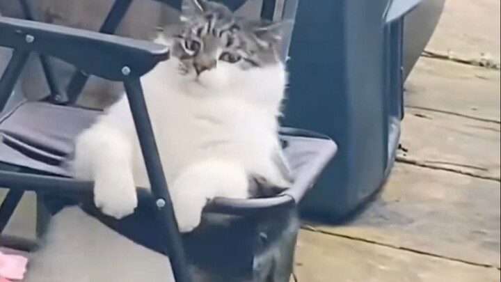Step aside! Here comes Little Fat Cat~