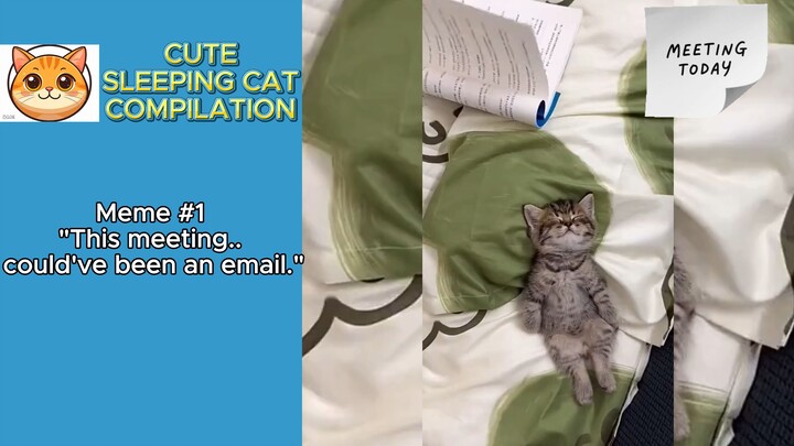 Cute Sleeping Cat Compilation