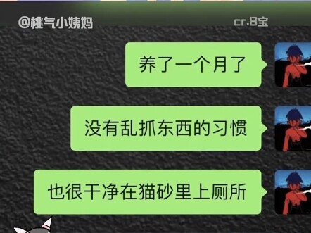 Về nguyên tắc không được nuôi thú cưng, nhưng B Bảo thì được!