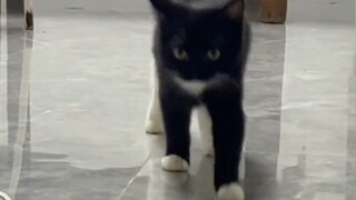 小猫咪从小走路顺拐，因为白袜子不合脚吗？