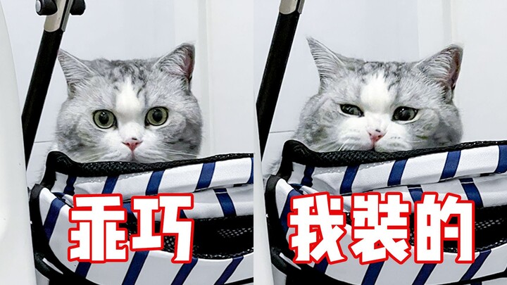 Aku tak pernah menyangka akan dibodohi kucing selama lima tahun penuh! ?