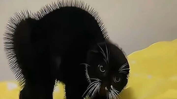 แมวดำก็มีฝีมืออยู่บ้างนะ