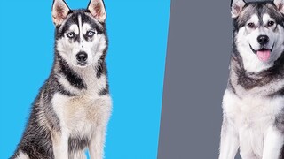 Mari kita lihat Alaska dan membicarakan hubungannya dengan husky.