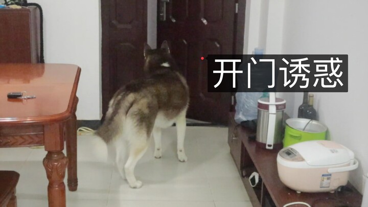 เจ้าของออกจากบ้านแล้วลืมปิดประตู สุนัขฮัสกี้จะแอบหนีออกไปไหมนะ?