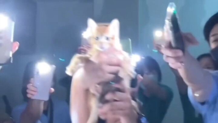 العالم غريب وعجيب، والقطط صغيرة ورائعة~