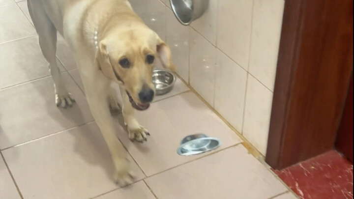 หมา: ไม่ว่าแกจะเป็นใครก็ตาม รีบลงจากตัวเจ้านายของฉันเดี๋ยวนี้!