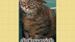 เพื่อนตัวน้อยแสนซน : เจ้าเพื่อนแสนน่ารัก