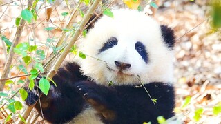 【Panda】Shining Huahua under the sun