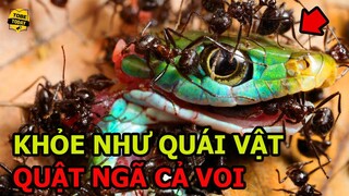 🔴CẮN ĐAU Như "ĐẠN BẮN, QUẬT NGÃ CẢ VOI" Và 5 Loài Kiến Quái Vật Kì Lạ Và Nguy Hiểm Nhất Hành Tinh