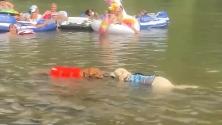 Two golden retrievers, Charlie and Jackson, got into a fight in the water over a stick—so their fami
