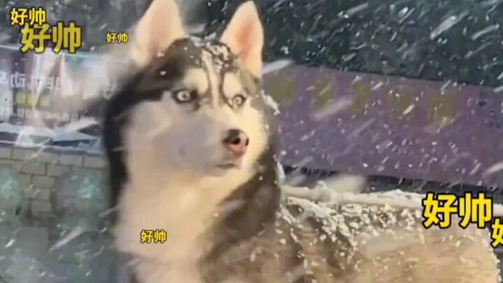 The "Sled Trio" finally awaken their ancestral powers in the freezing cold!