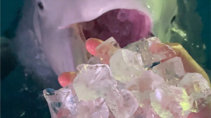 It's time to eat ice cubes!