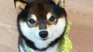 ماما، هل أنا رائع جدًا؟